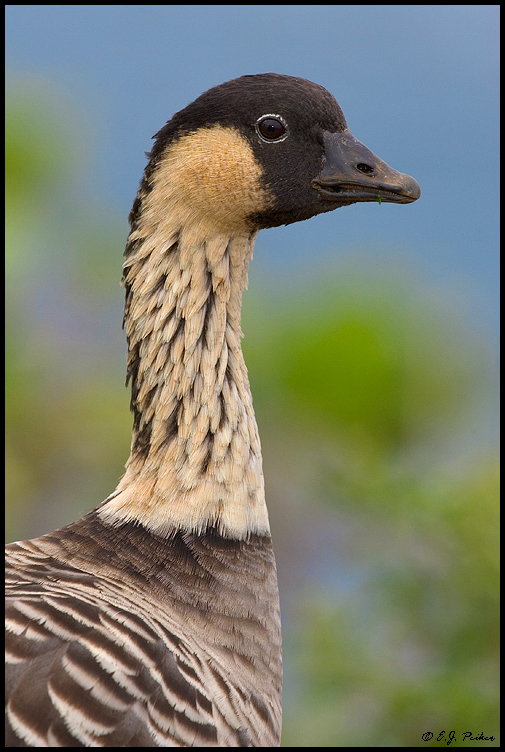Hawaiian Goose, Kauai, HI