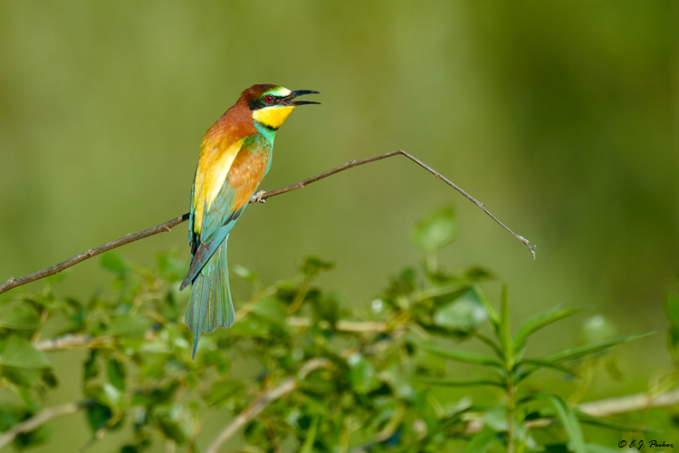 European Bee-eater, Hungary