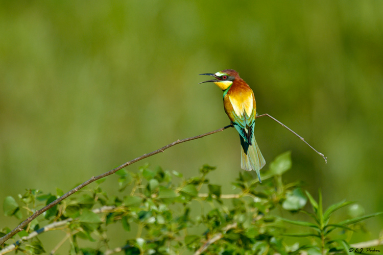 European Bee-eater, Hungary