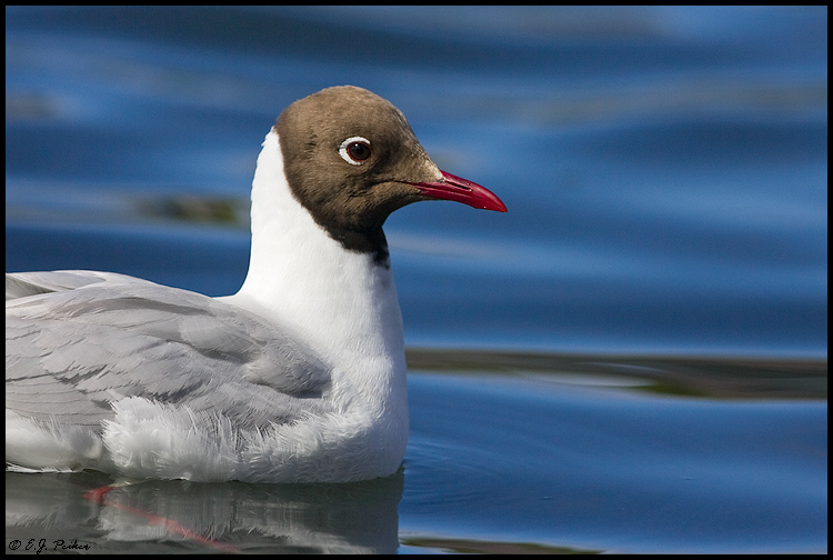 Black-headed Gull, Iceland