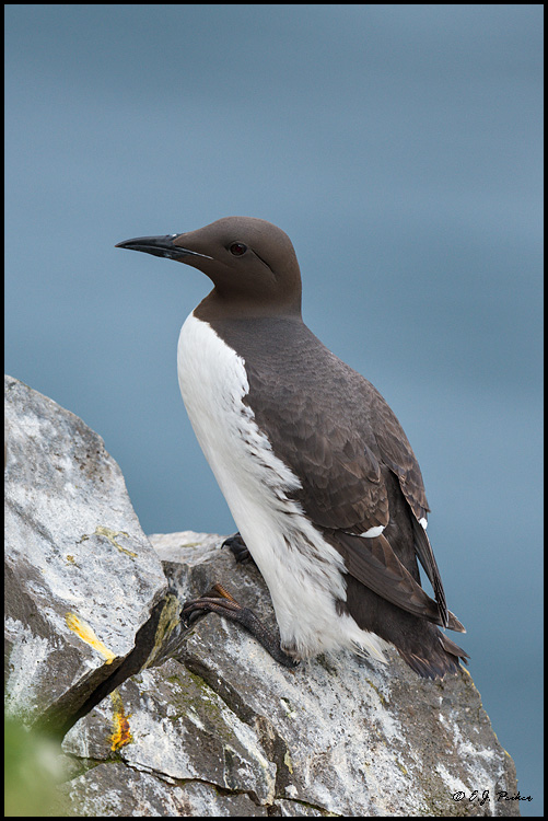 Common Murre, Iceland