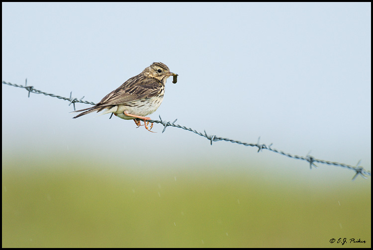 Meadow Pipit, Iceland