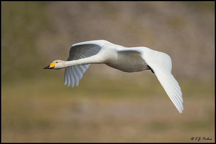 Whooper Swan, Iceland