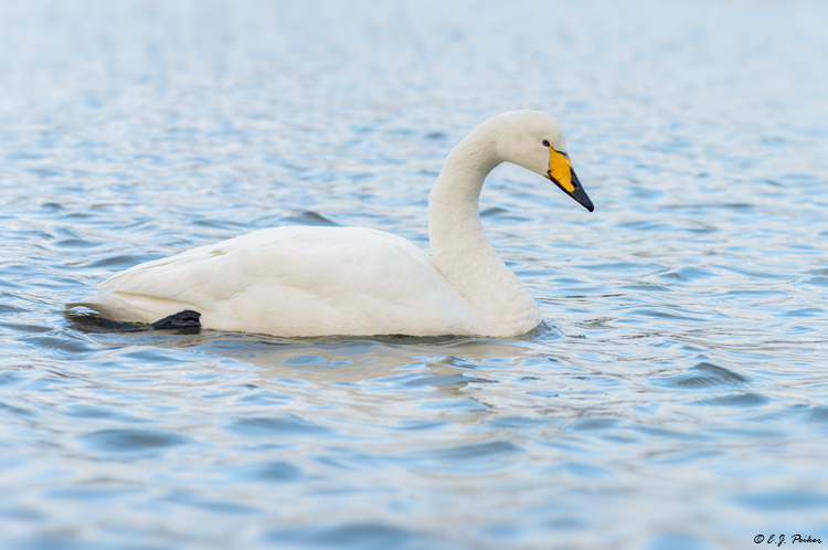 Whooper Swan, Iceland