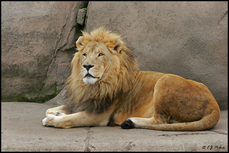 African Lion, Chicago, IL