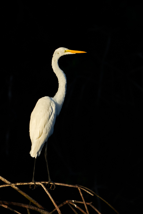 Great Egret, Jamaica