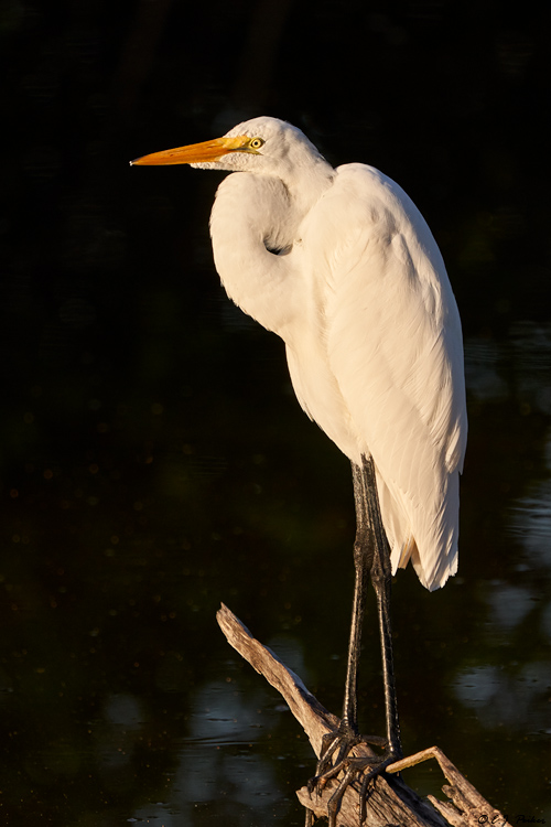 Great Egret, Jamaica