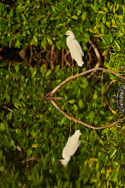 Snowy Egret, Jamaica