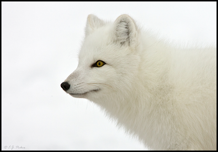 Arctic Fox, Churchill, MB
