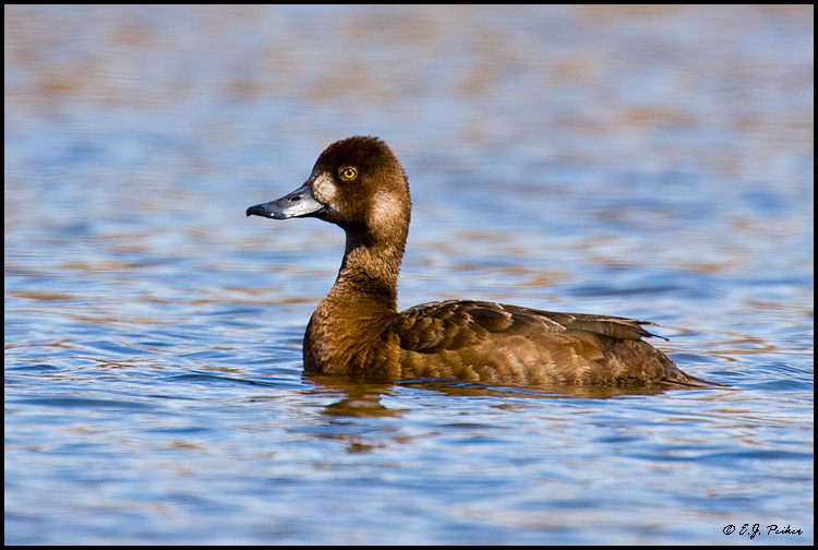Greater Scaup, Churchill, MB