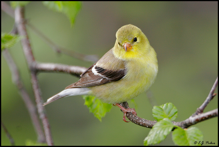 American Goldfinch, Orr, MN