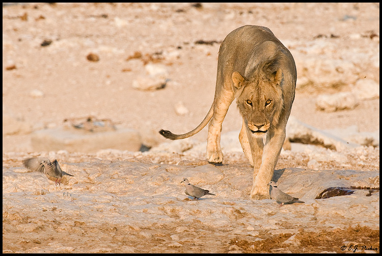 African Lion, Namibia
