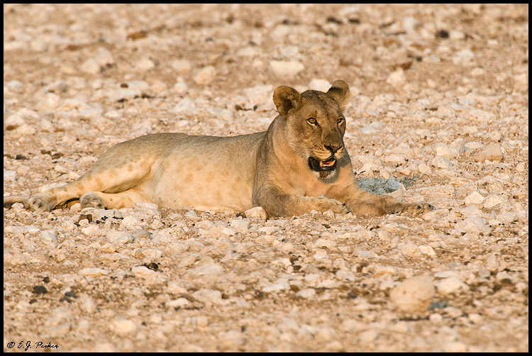 African Lion, Namibia