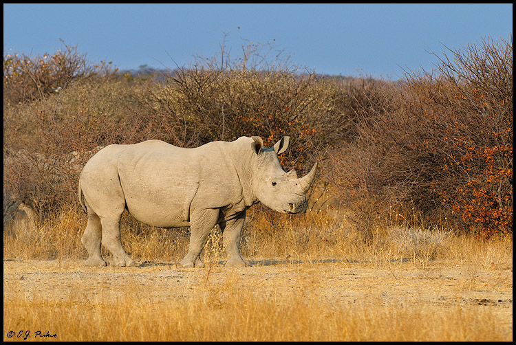 White Rhinocreo, Namibia