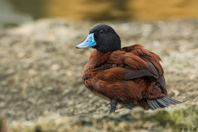 Blue-billed Duck