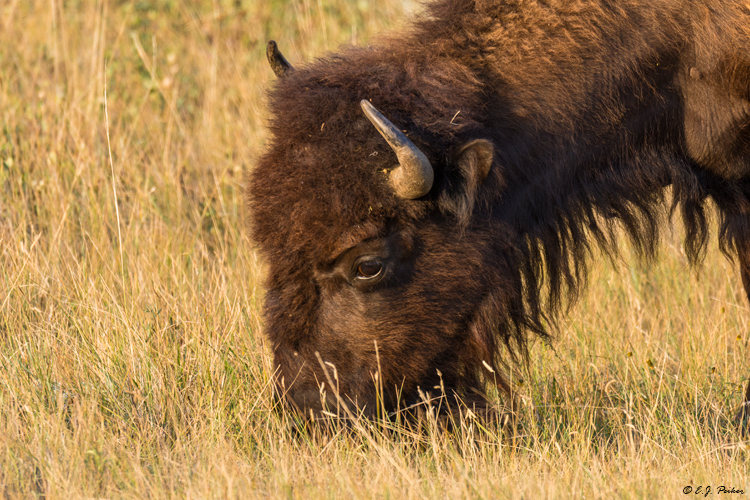 American Bison, Theodore Roosevelt NP, ND