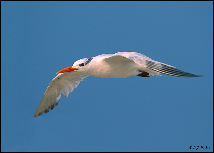 Royal Tern, Cape May, NJ
