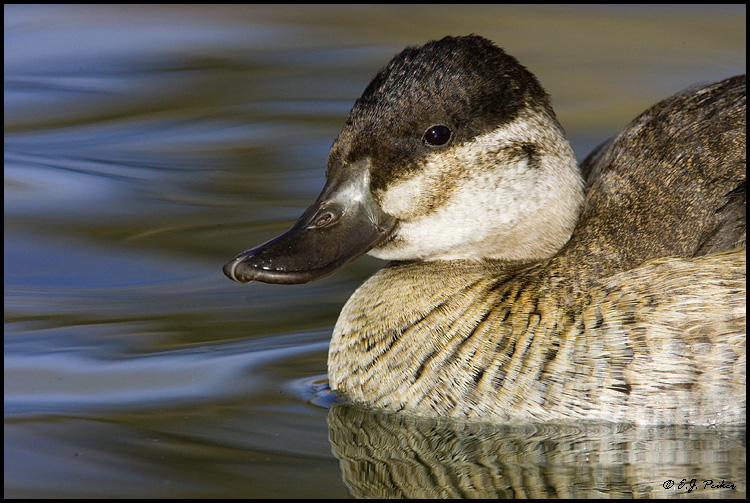Ruddy Duck, Albuquerque, NM