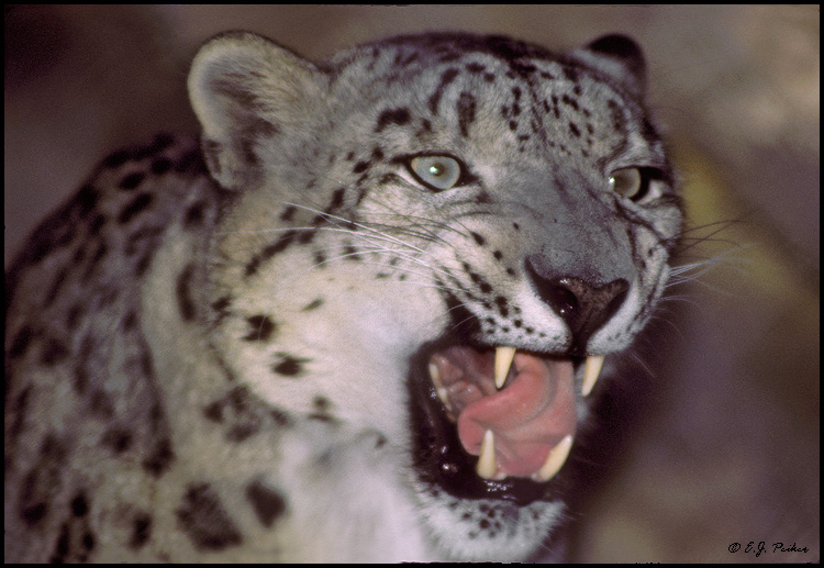 Snow Leopard (captive)