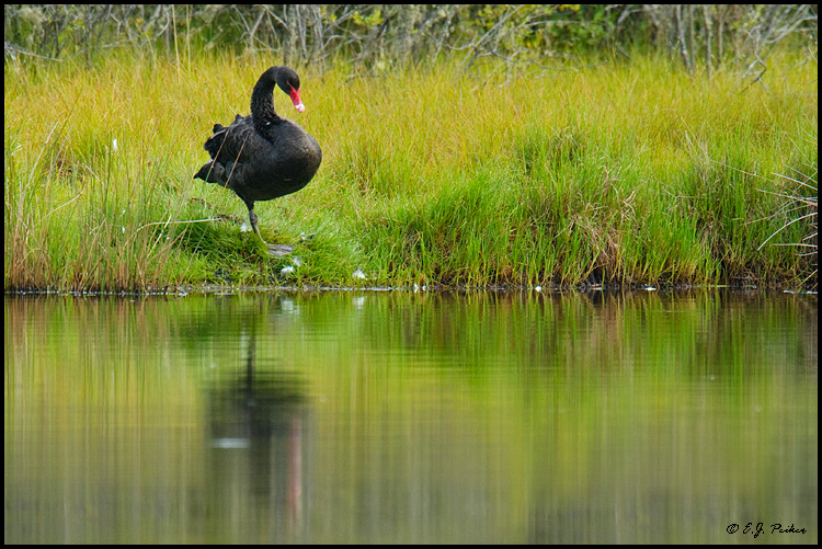 Black Swan, New Zealand