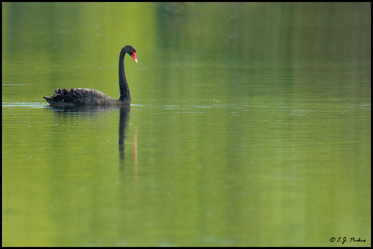 Black Swan, New Zealand