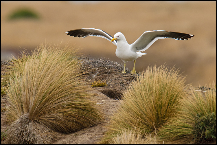 Kelp Gull, New Zealand