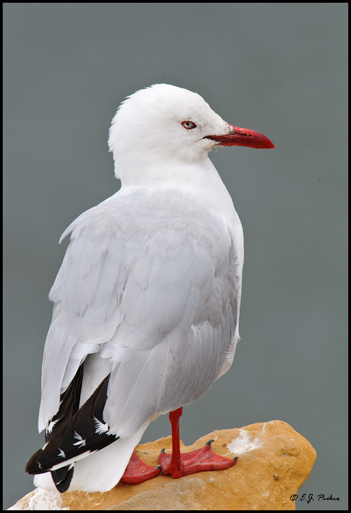 Red-billed Gull, New Zealand
