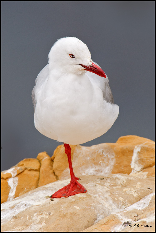Red-billed Gull, New Zealand