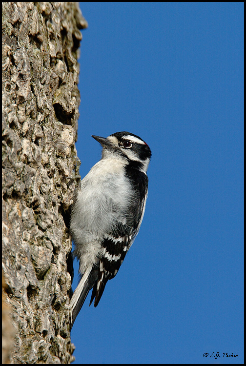 Downy Woodpecker, Point Pelee, ON