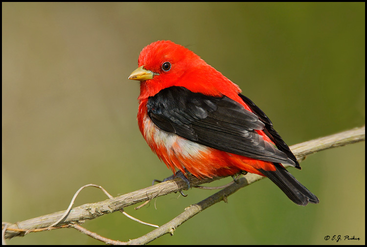 Scarlet Tanager, Point Pelee, ON