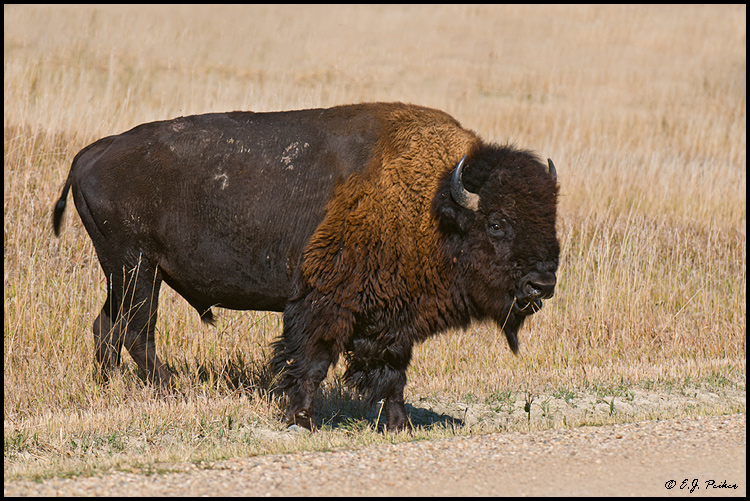 American Bison, Badlands NP, SD