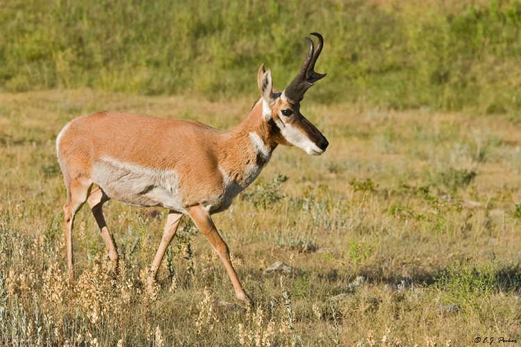 Pronghorn Antelope, Custer State Park, SD