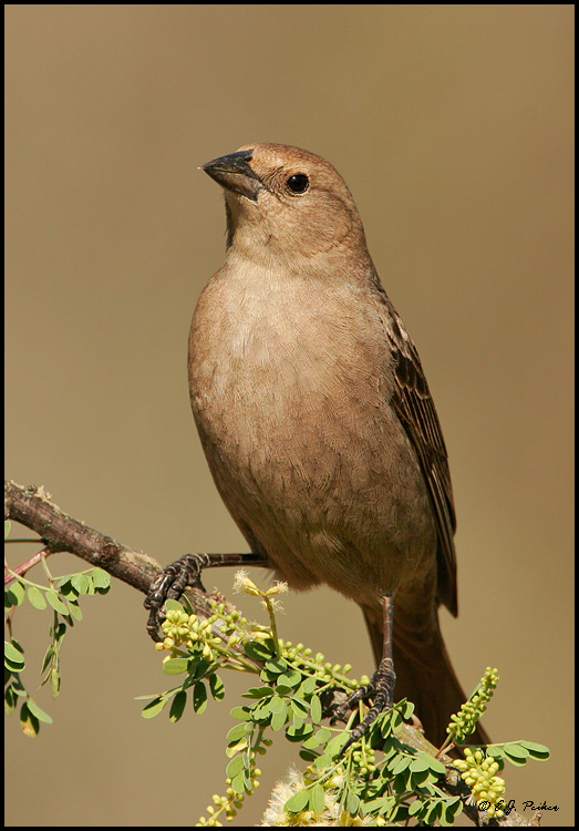 Brown-headed Cowbird, Roma, TX