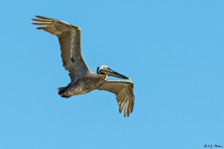 Brown Pelican, Follets Island, TX