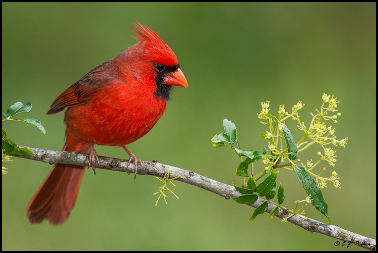 Northern Cardinal, Galveston, TX