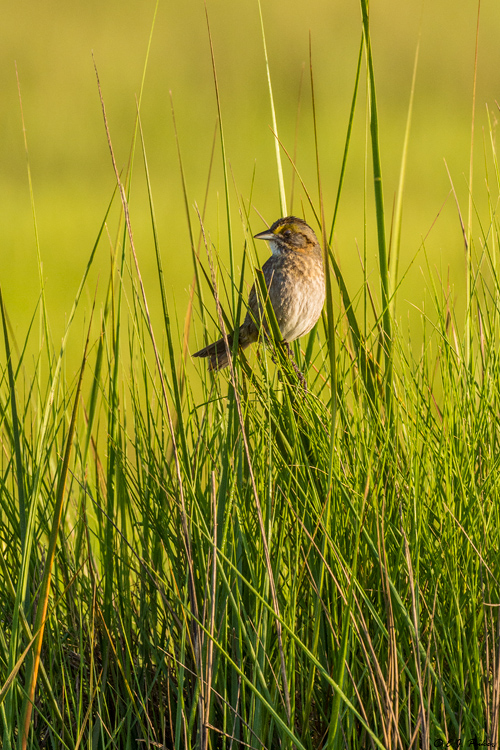 Seaside Sparrow, Galveston, TX