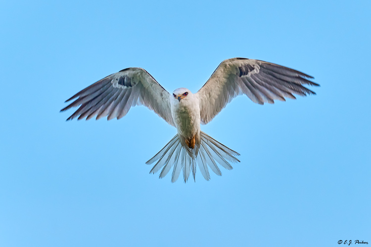 White-tailed Kite, Galveston, TX