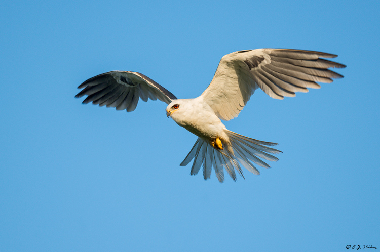 White-tailed Kite, Galveston, TX