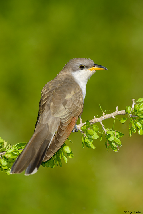 Yellow-billed Cuckoo, Galveston, TX