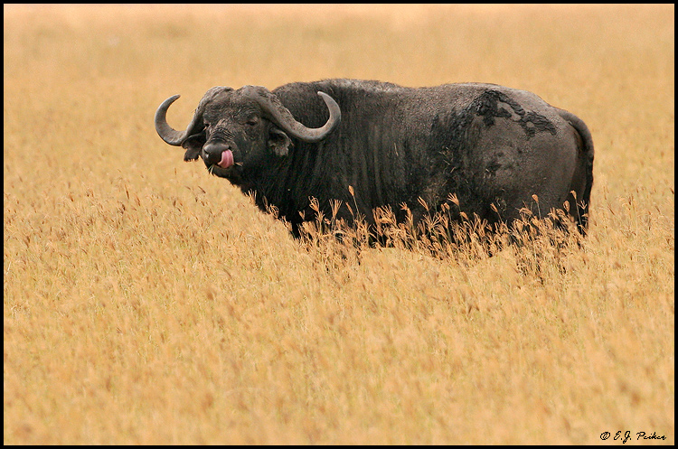 Cape Buffalo, Tanzania