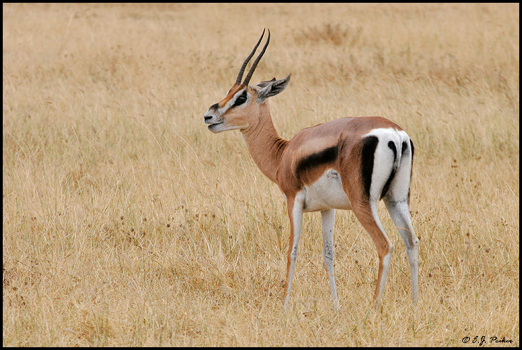 Grant's Gazelle, Tanzania