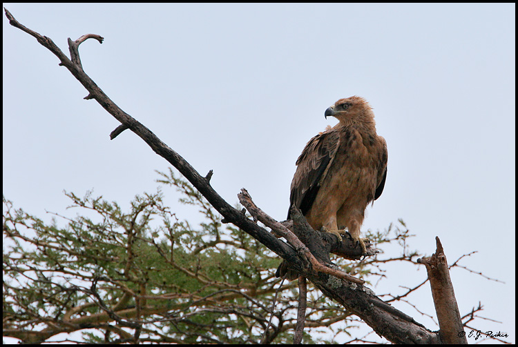 Tawny Eagle, Tanzania