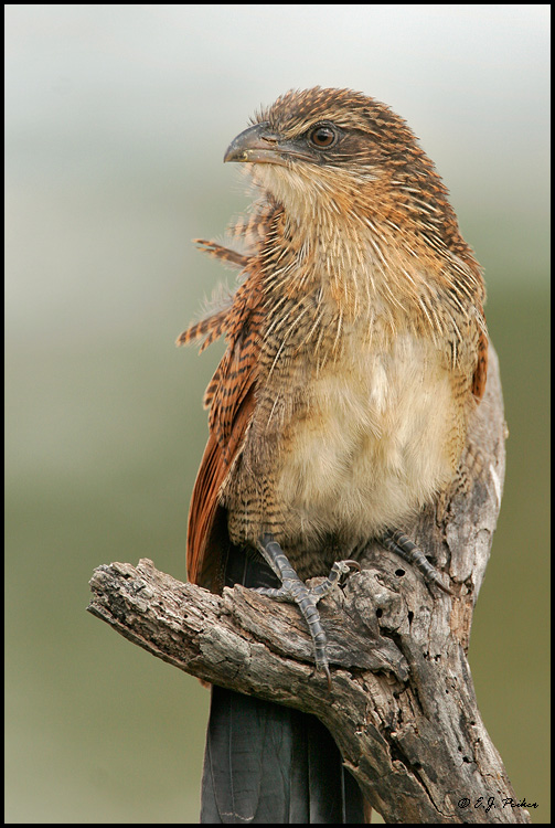 White-browed Coucal, Tanzania