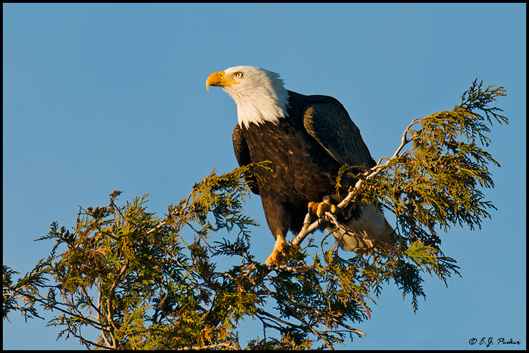 Bald Eagle, Blaine, WA