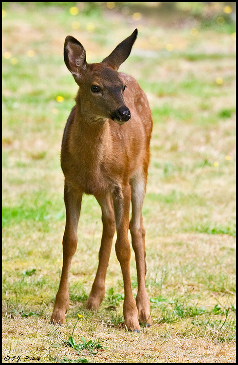 Black-tailed Deer, Rainier NP, WA