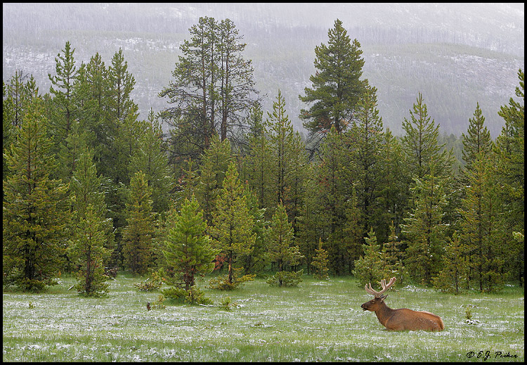 Elk, Yellowstone NP, WY