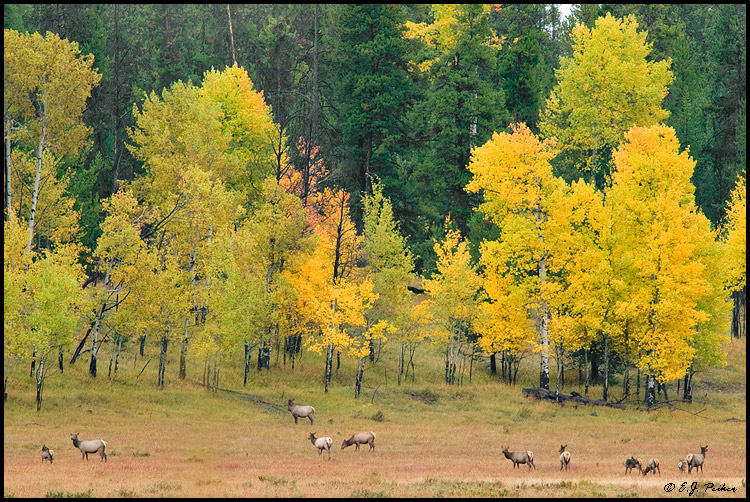 Elk, Grand Teton NP, WY