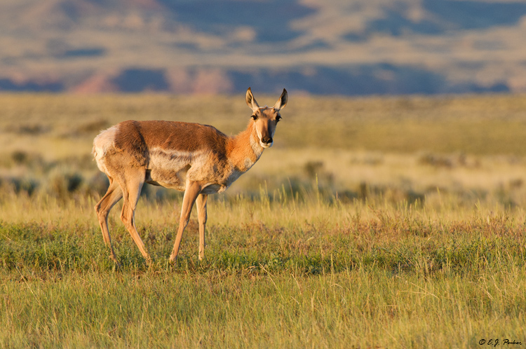 Pronghorn Antelope, Cody, WY
