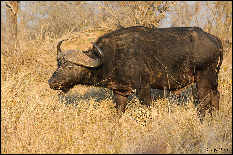 Cape Buffalo, South Africa