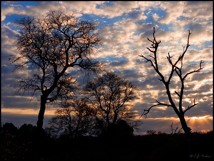 MalaMala Preserve, South Africa